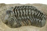 Reedops Trilobite - Atchana, Morocco #312335-2